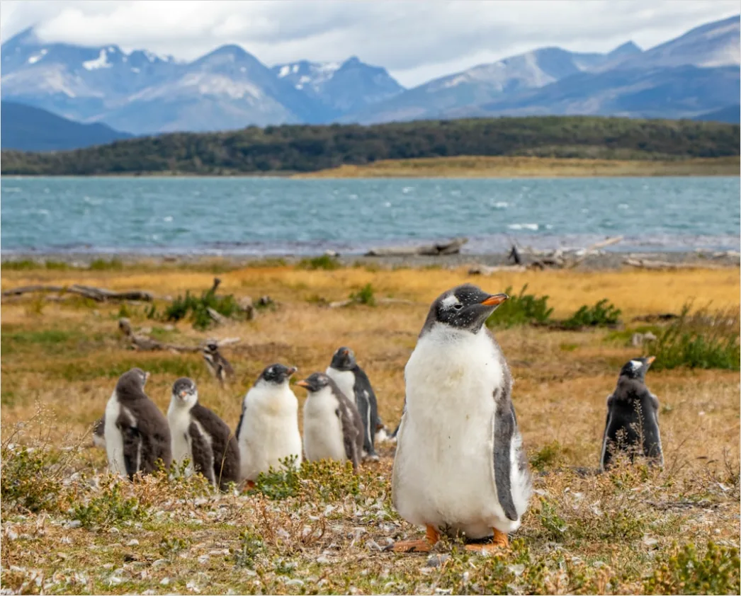 Detail Pinguine Am Strand Patagonien Wildlife Number 3