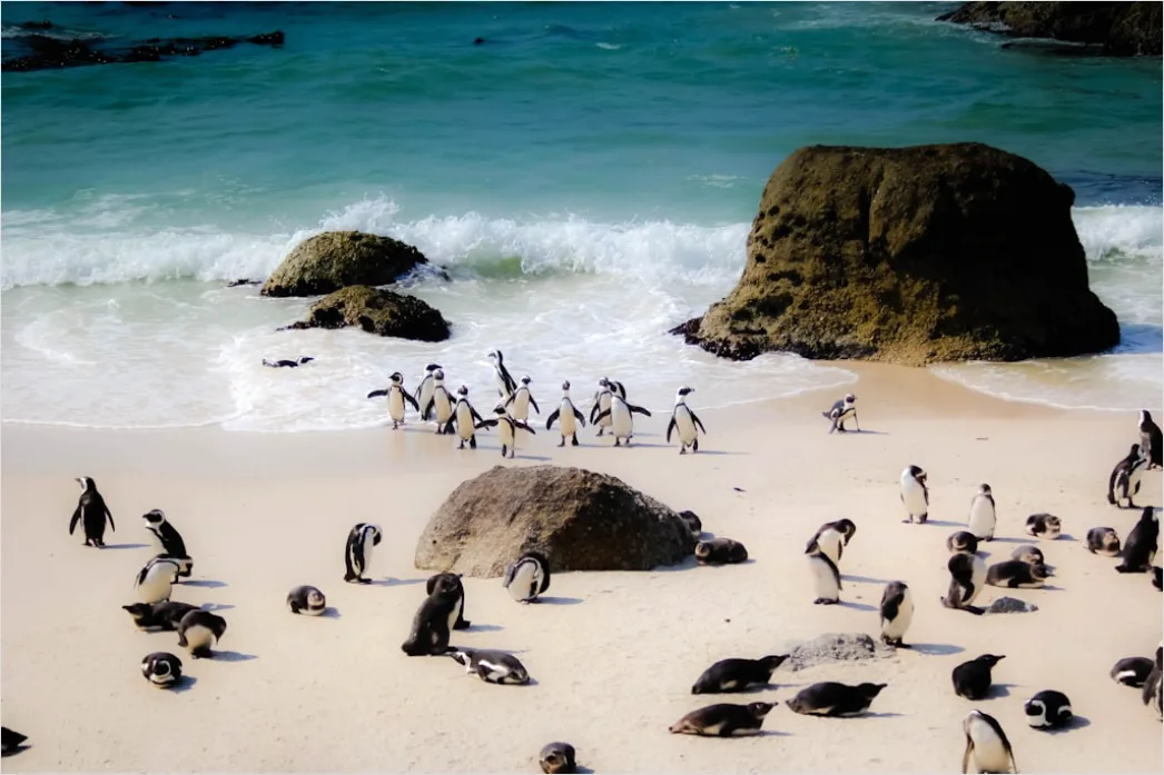 Detail Pinguine Am Strand Patagonien Wildlife Number 4