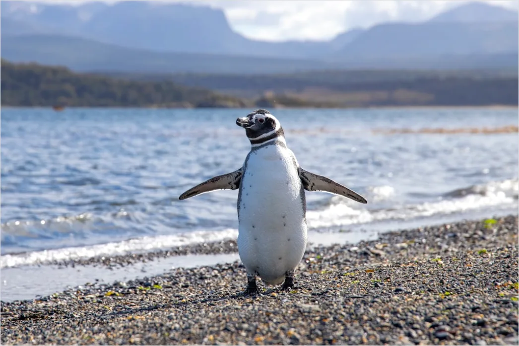 Detail Pinguine Am Strand Patagonien Wildlife Number 5