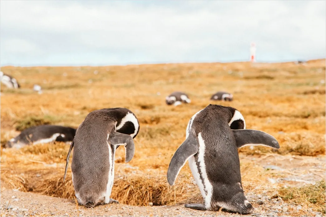 Detail Pinguine Am Strand Patagonien Wildlife Number 6