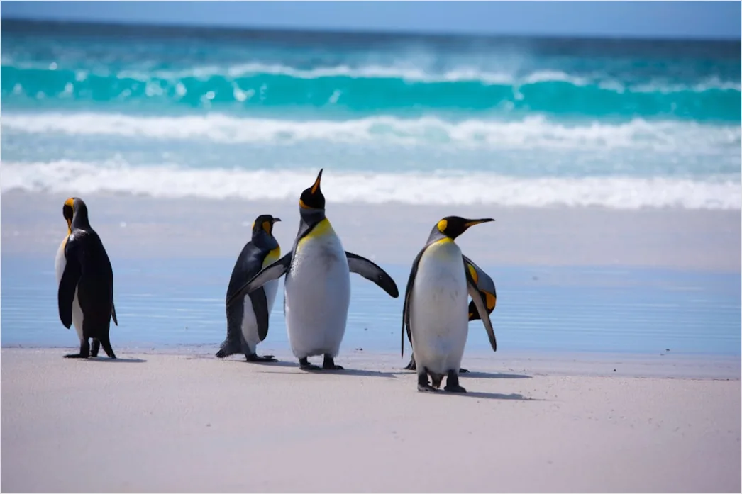 Detail Pinguine Am Strand Patagonien Wildlife Number 7