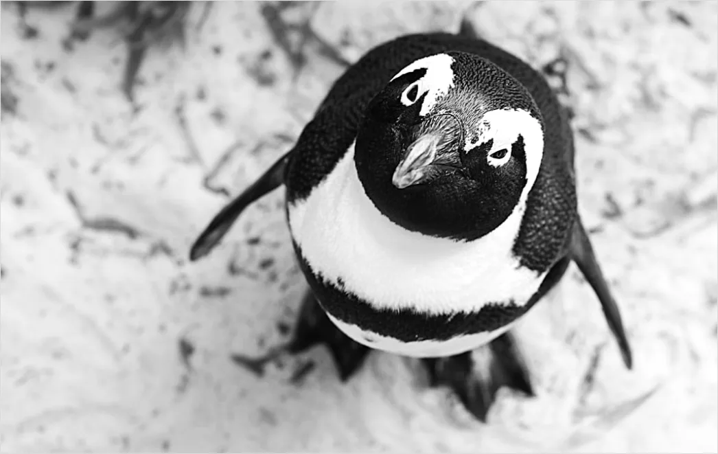 Detail Pinguine Am Strand Patagonien Wildlife Number 8