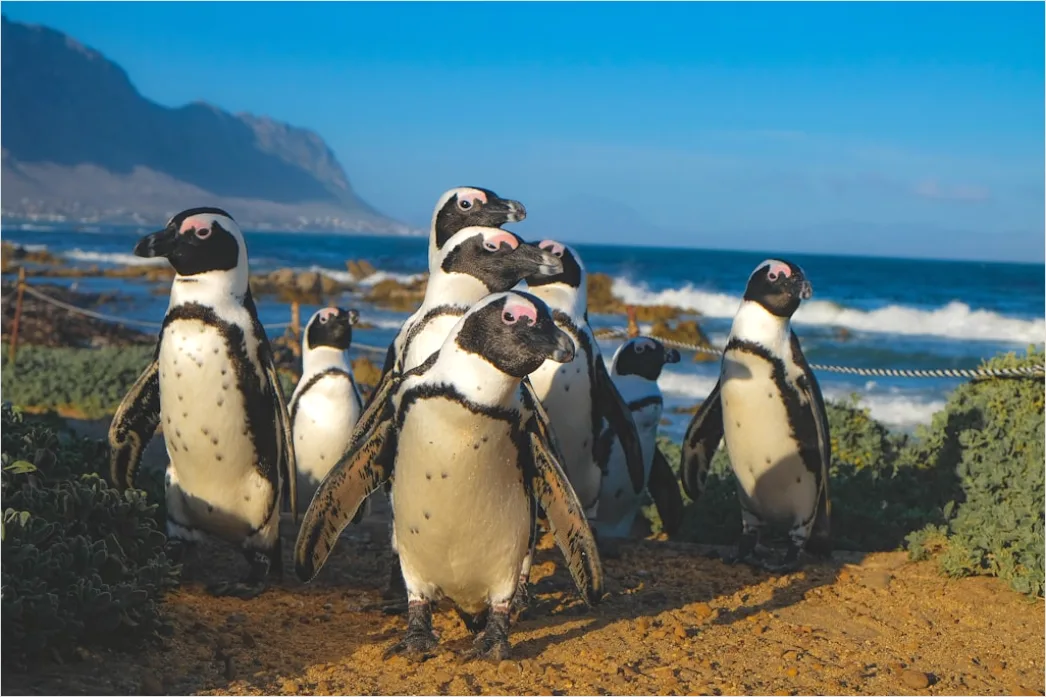 Detail Pinguine Am Strand Patagonien Wildlife Number 9