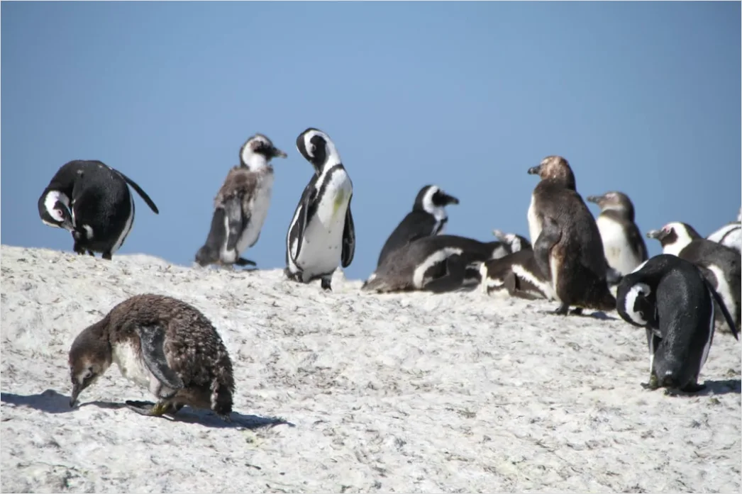 Detail Pinguine Am Strand Patagonien Wildlife Number 10