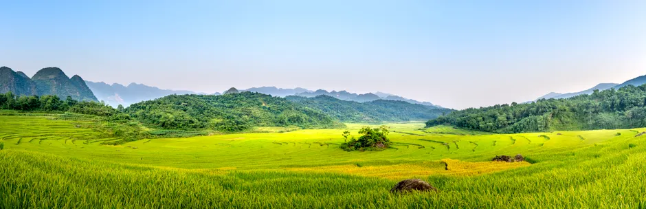 Detail Reisfeld Terrassenlandschaft Asien Panorama Number 8