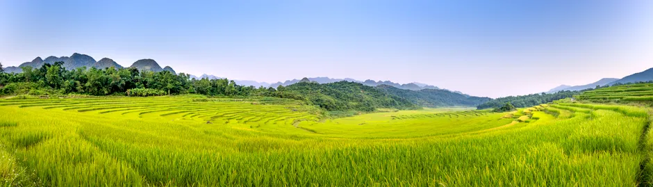 Detail Reisfeld Terrassenlandschaft Asien Panorama Number 9