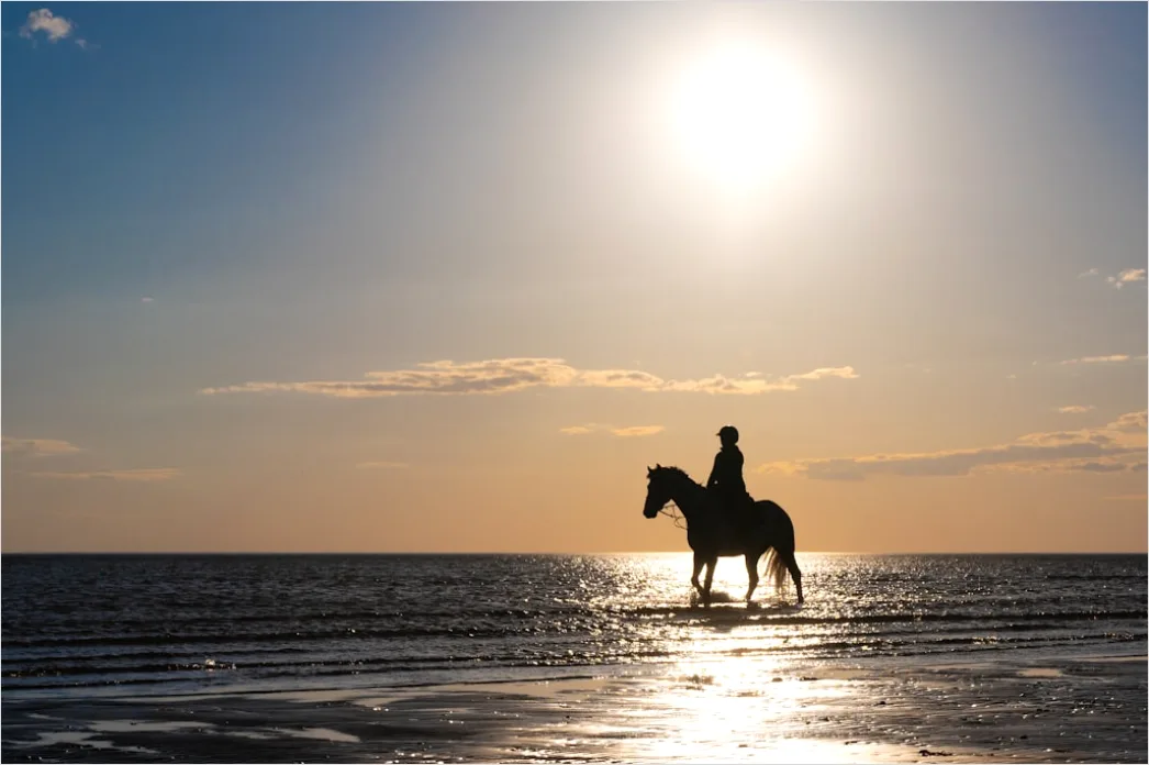 Reitausflug Am Strand Pferd Silhouette 49a9