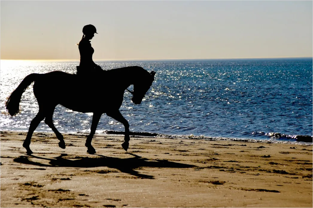 Detail Reitausflug Am Strand Pferd Silhouette Number 2