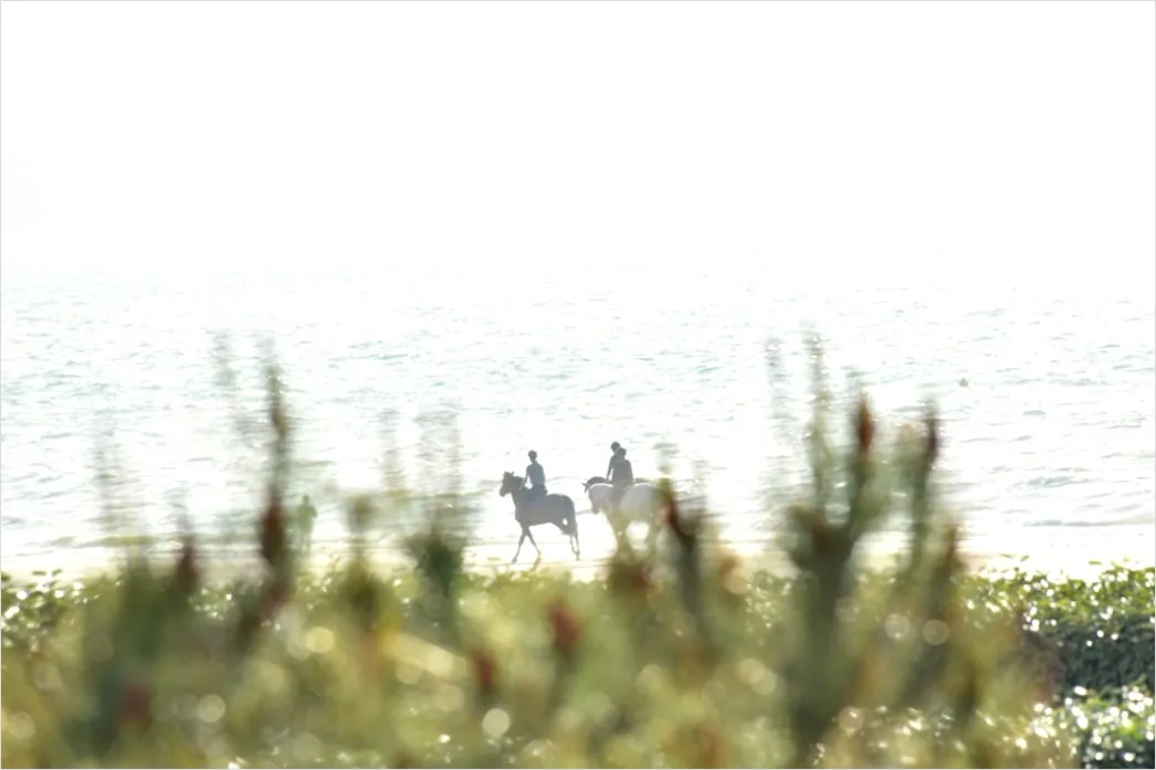 Detail Reitausflug Am Strand Pferd Silhouette Number 15