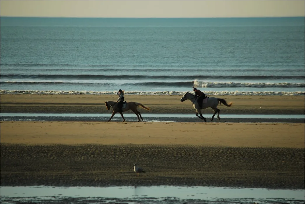 Detail Reitausflug Am Strand Pferd Silhouette Number 17