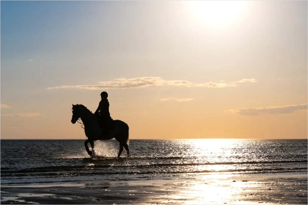 Detail Reitausflug Am Strand Pferd Silhouette Number 3