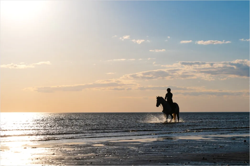 Detail Reitausflug Am Strand Pferd Silhouette Number 5