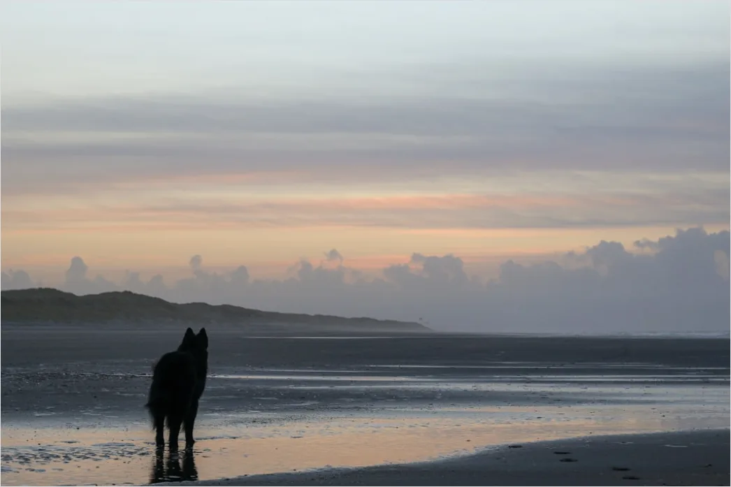 Detail Reitausflug Am Strand Pferd Silhouette Number 7