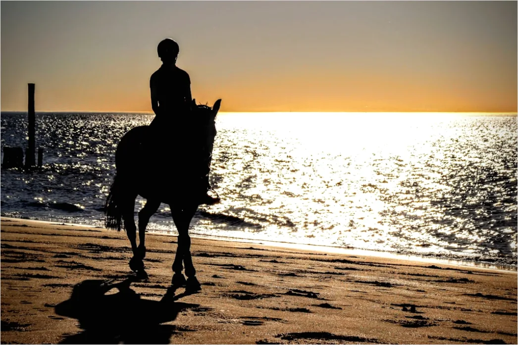 Detail Reitausflug Am Strand Pferd Silhouette Number 8