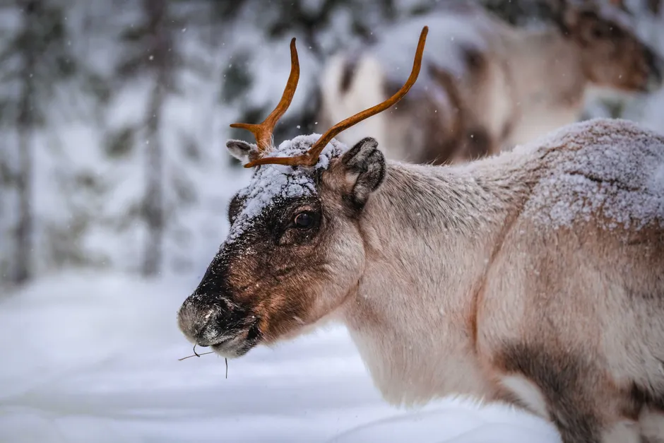 Detail Rentier In Winterlandschaft Skandinavien Number 19