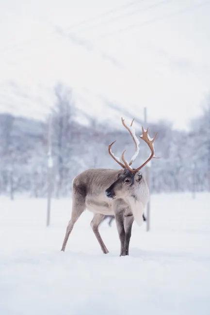 Detail Rentier In Winterlandschaft Skandinavien Number 4