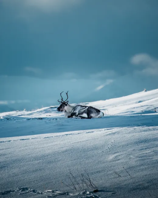 Detail Rentier In Winterlandschaft Skandinavien Number 7