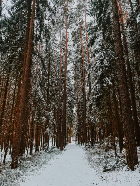 Detail Schneemobil Tour Winterlandschaft Action Number 7