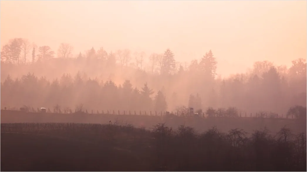 Detail Schwarzwald Waldweg Nebel Am Morgen Stimmungsvoll Number 11