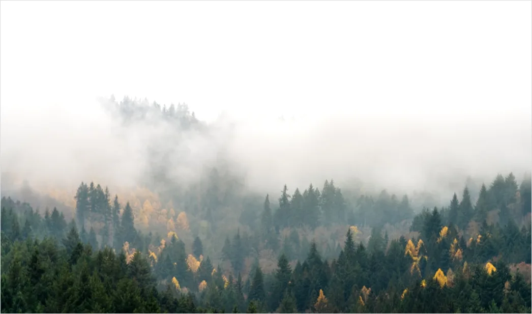 Detail Schwarzwald Waldweg Nebel Am Morgen Stimmungsvoll Number 12