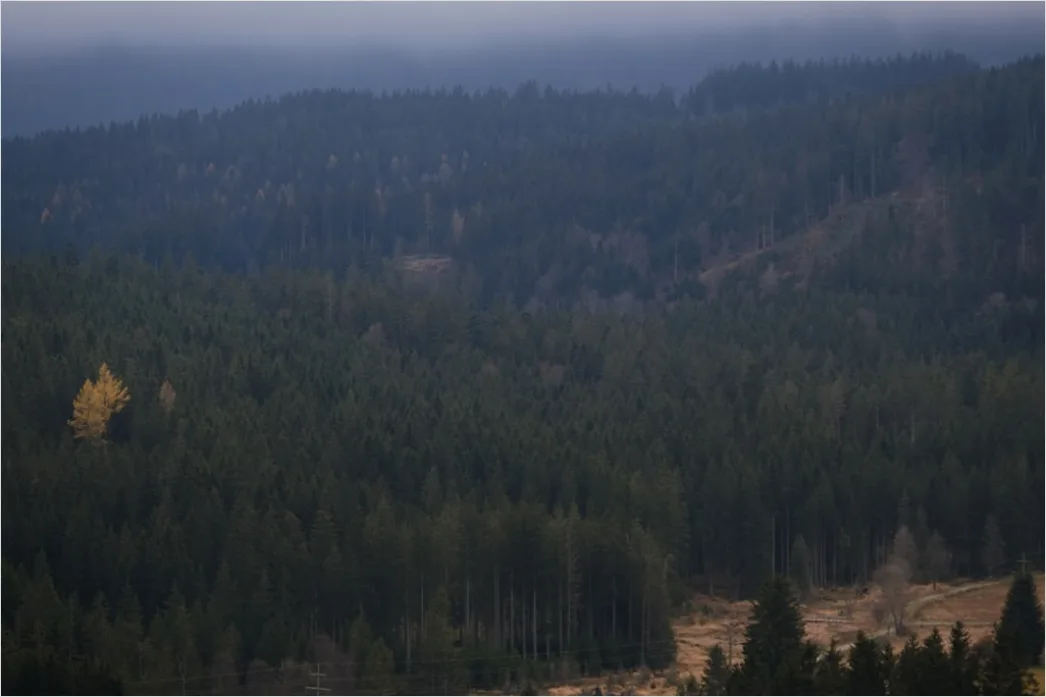 Detail Schwarzwald Waldweg Nebel Am Morgen Stimmungsvoll Number 13