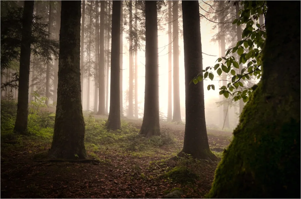 Detail Schwarzwald Waldweg Nebel Am Morgen Stimmungsvoll Number 4