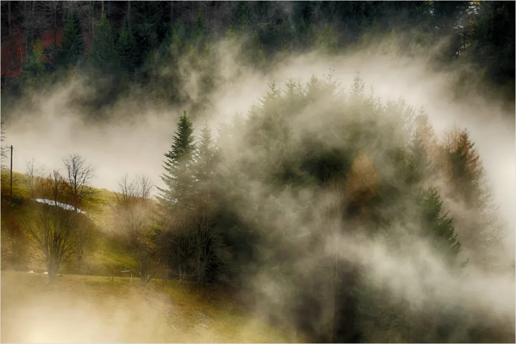 Detail Schwarzwald Waldweg Nebel Am Morgen Stimmungsvoll Number 6