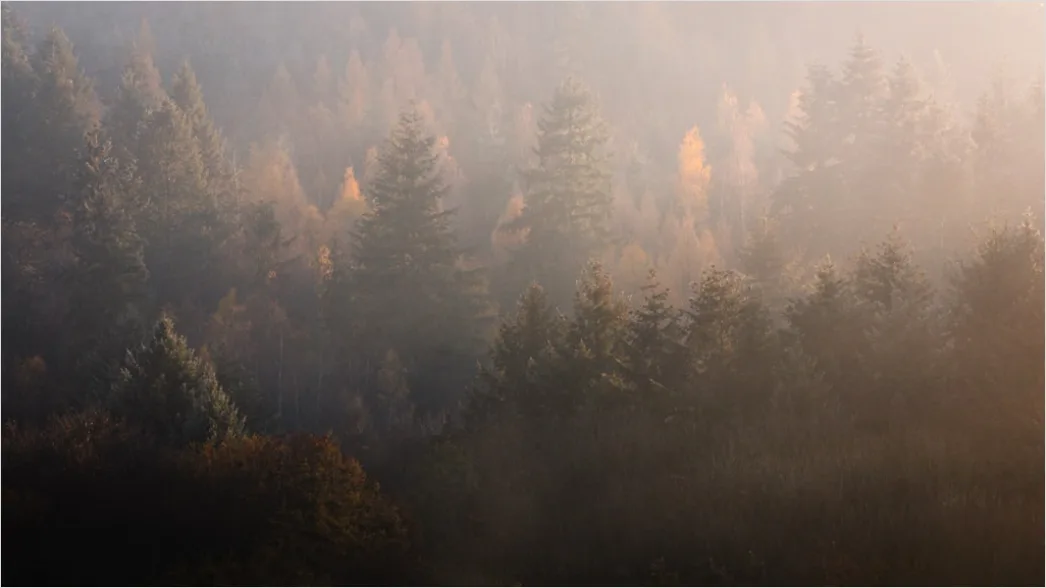 Detail Schwarzwald Waldweg Nebel Am Morgen Stimmungsvoll Number 9