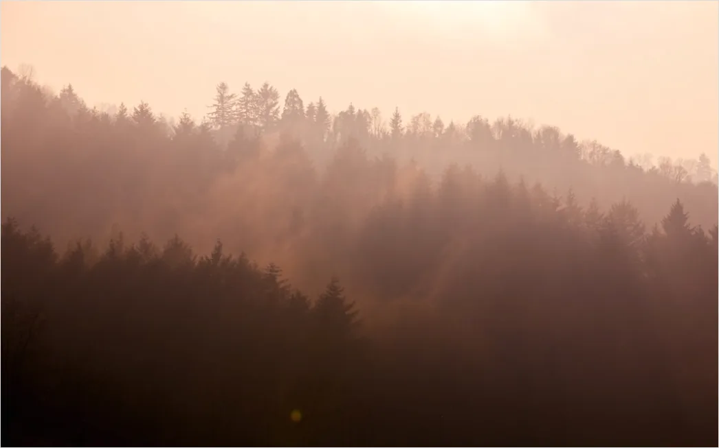 Detail Schwarzwald Waldweg Nebel Am Morgen Stimmungsvoll Number 10