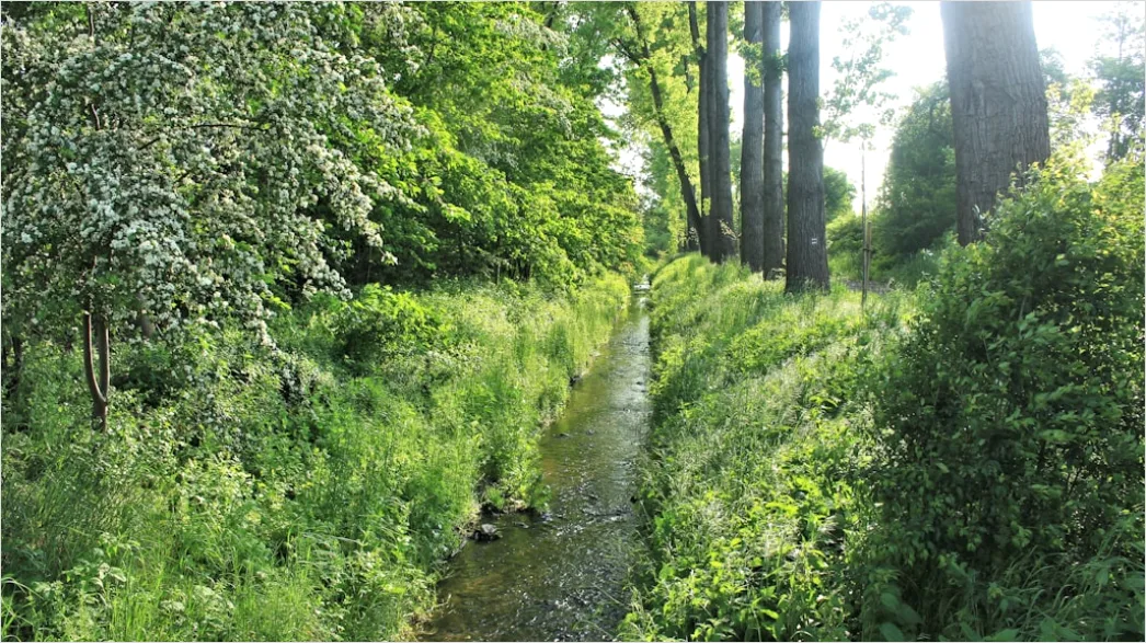 Detail Spreewald Kahnfahrt Kanal Und Grün Number 8