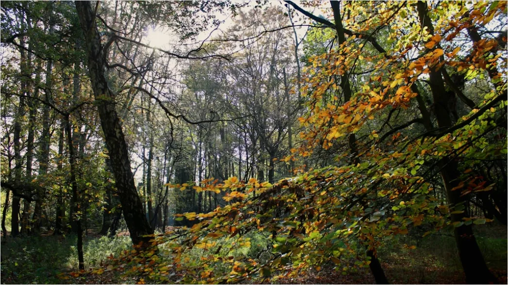 Waldwanderung Im Herbst Bunte Blaetter Bd90