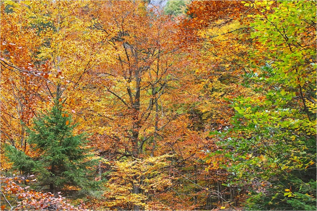 Detail Waldwanderung Im Herbst Bunte Blätter Number 17