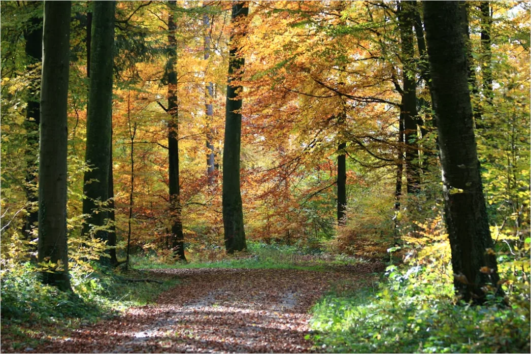Detail Waldwanderung Im Herbst Bunte Blätter Number 9