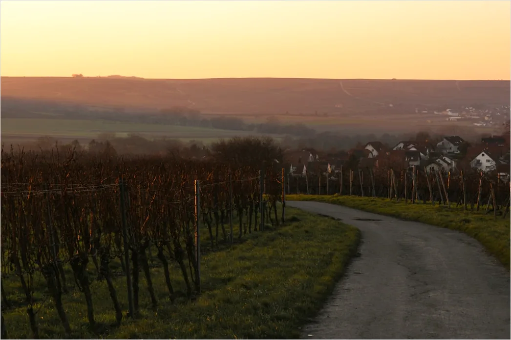 Weinglas In Weinberg Sonnenuntergang Stimmung 0932
