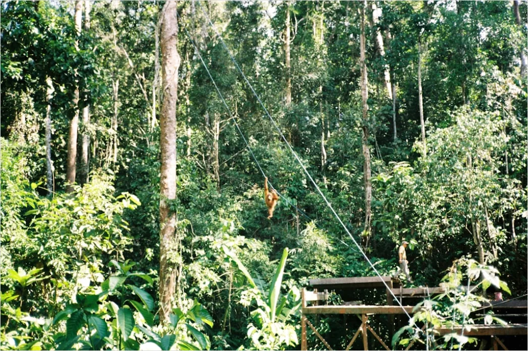 Detail Zipline Durch Wald Canopy Adventure Number 14