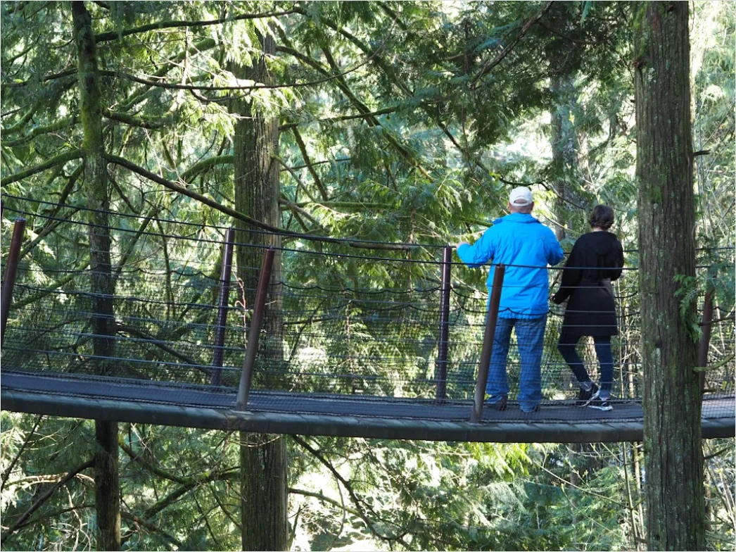 Detail Zipline Durch Wald Canopy Adventure Number 15