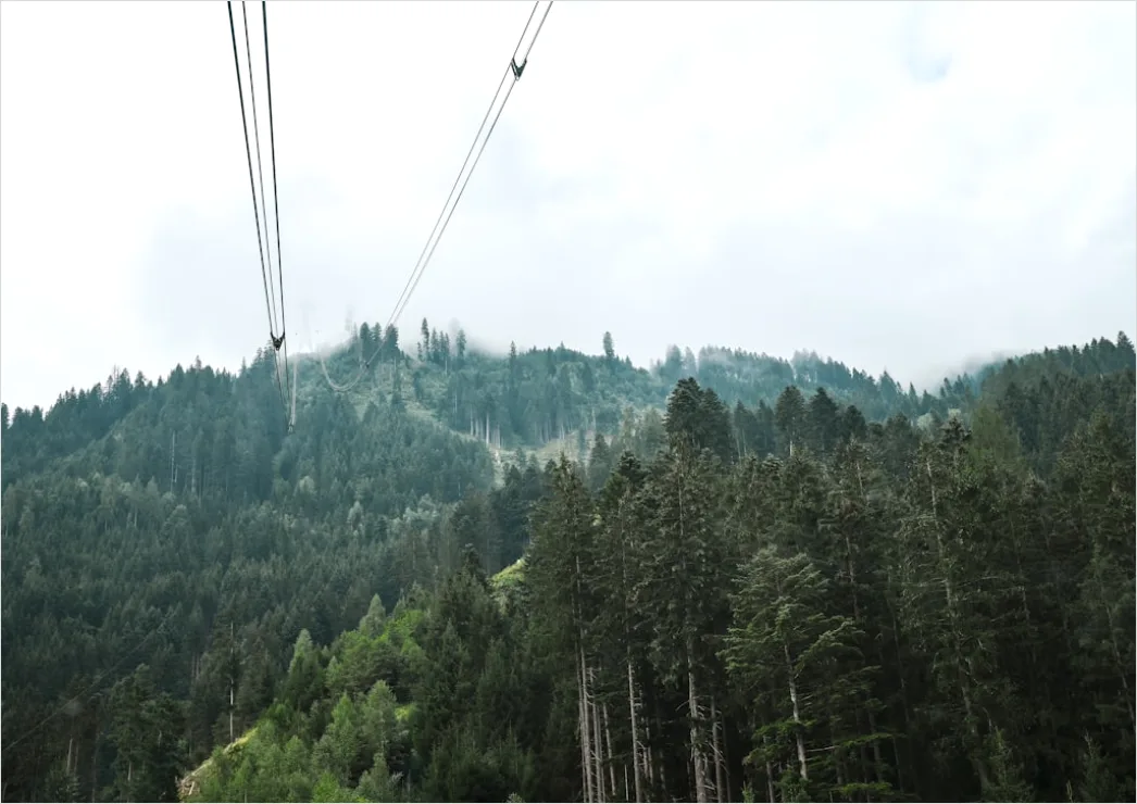 Detail Zipline Durch Wald Canopy Adventure Number 19