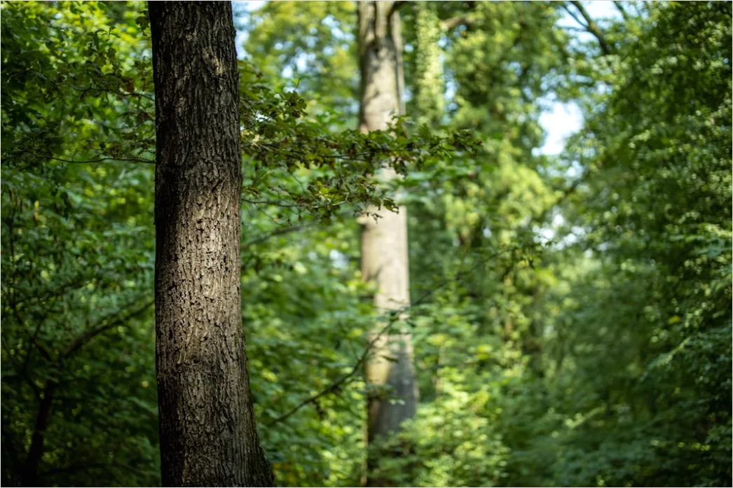 Detail Zipline Durch Wald Canopy Adventure Number 4