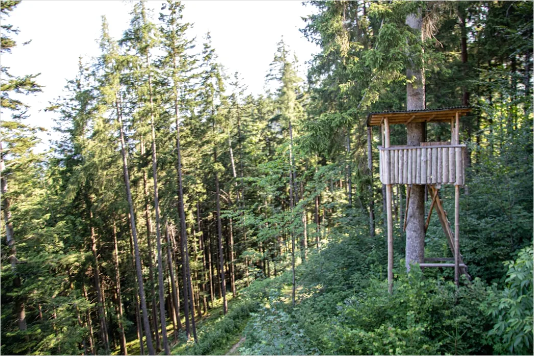Detail Zipline Durch Wald Canopy Adventure Number 10