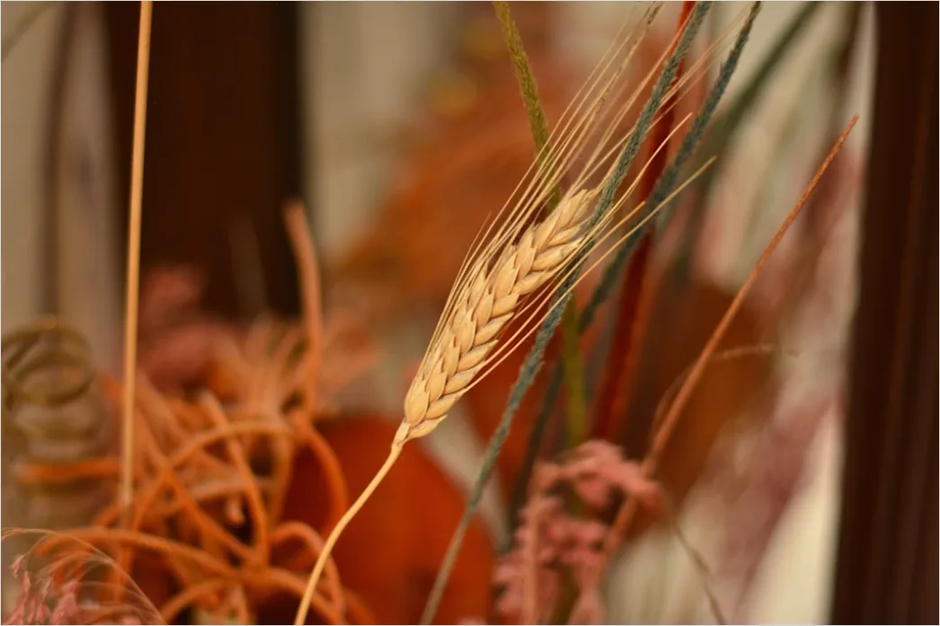 Erntedank Festkrone Aus Aehren Detail Foto Ba7c