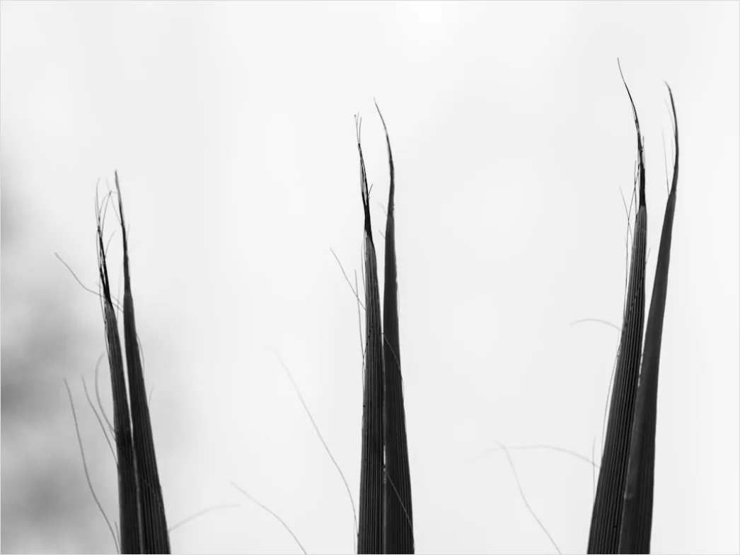 Split Ends Schneiden Zuhause Nahaufnahme Foto 109e