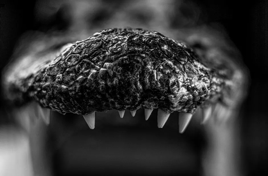 Alligator Teeth Close Up 43b4