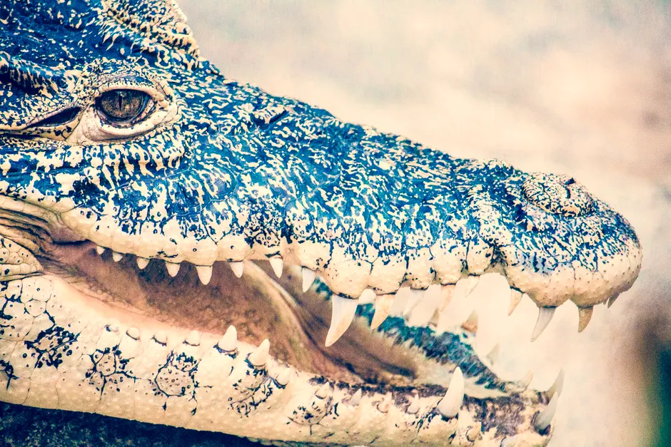 Detail Alligator Teeth Close Up Number 2