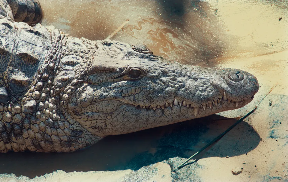 Detail Alligator Teeth Close Up Number 4