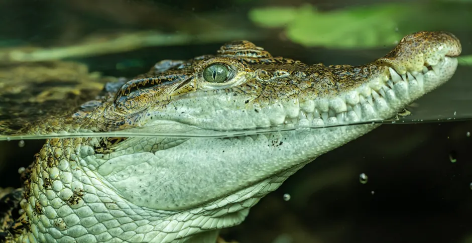 Detail Alligator Teeth Close Up Number 5