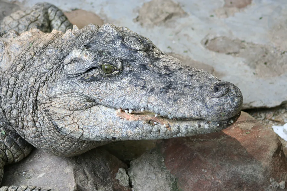 Detail Alligator Teeth Close Up Number 6