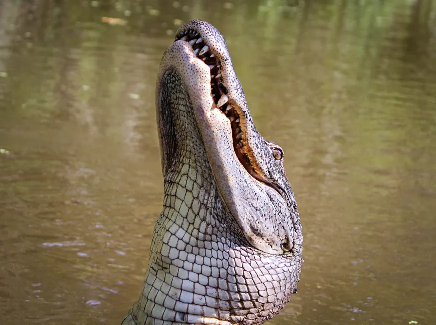 Detail Alligator Teeth Close Up Number 7