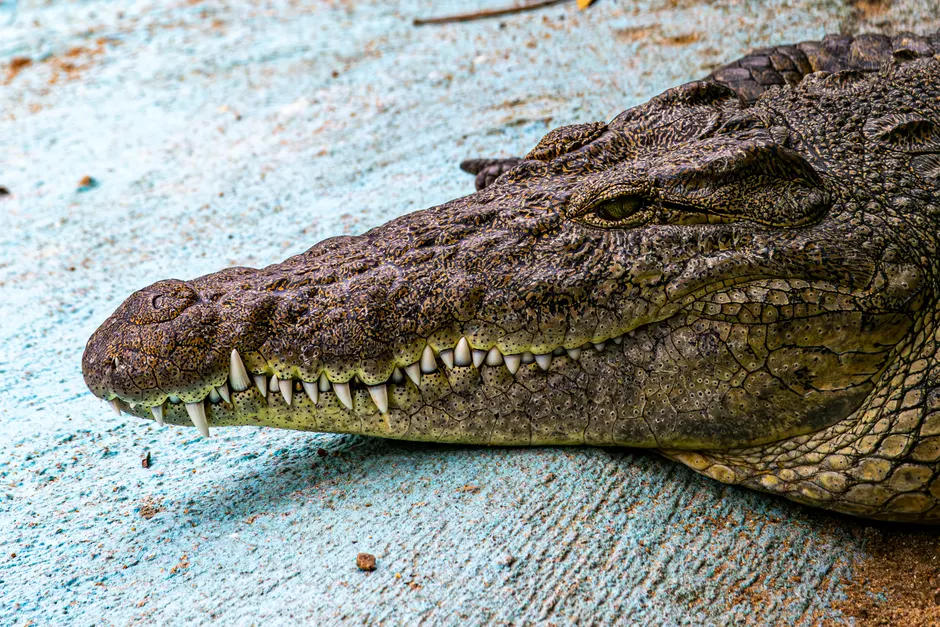 Detail Alligator Teeth Close Up Number 8