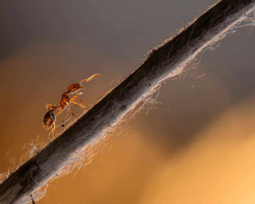 Ant Macro Photography 0356