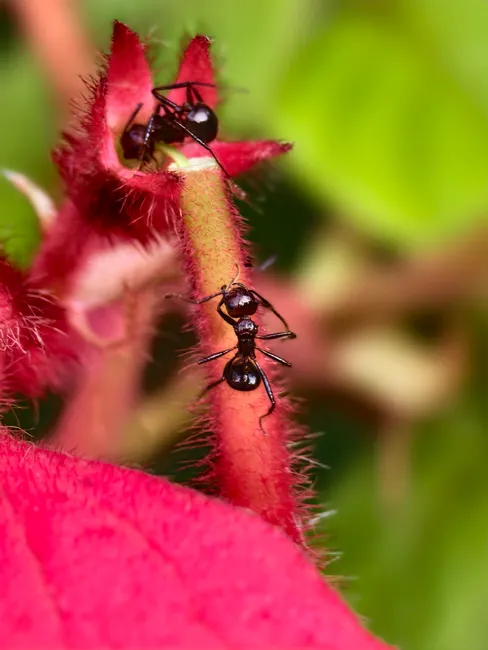 Detail Ant Macro Photography Number 2